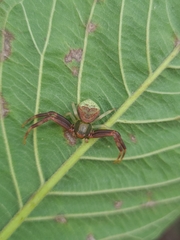 Runcinioides litteratus