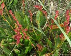 Rumex arcticus