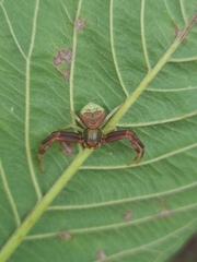 Runcinioides litteratus