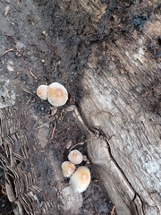 Coprinellus domesticus