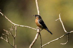 Diglossa brunneiventris