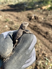 Diporiphora australis