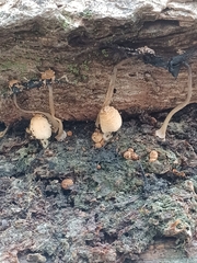 Coprinellus domesticus