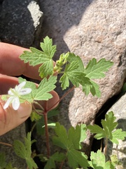Geranium wislizeni