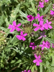 Glandularia chiricahensis