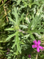 Glandularia chiricahensis