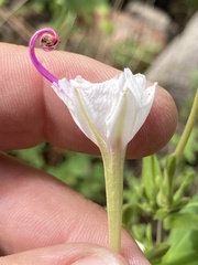 Mirabilis longiflora