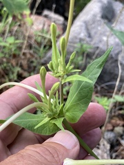 Mirabilis longiflora