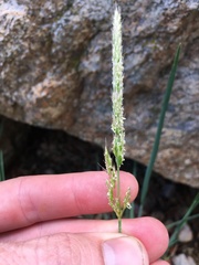Trisetum canescens