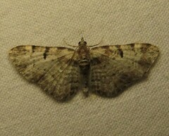 Eupithecia mutata