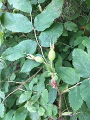 Rosa acicularis