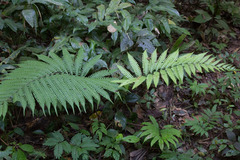 Goniopteris ancyriothrix