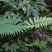 Thelypteris ancyriothrix - Photo (c) avocat, some rights reserved (CC BY-NC), uploaded by avocat