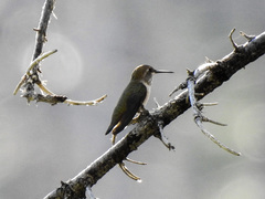 Selasphorus calliope