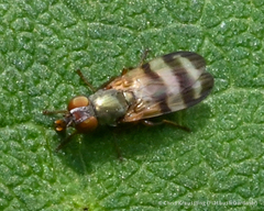 Chaetopsis fulvifrons