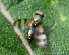 Chaetopsis fulvifrons