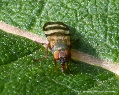 Chaetopsis fulvifrons
