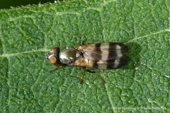 Chaetopsis fulvifrons
