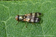 Chaetopsis fulvifrons