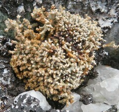 Sphaerophorus fragilis