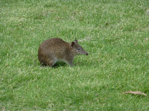 Isoodon obesulus