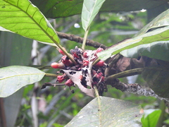 Pentagonia