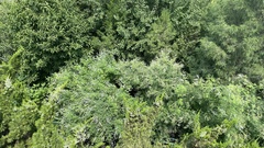 Vitex negundo heterophylla