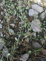 Cochlearia groenlandica