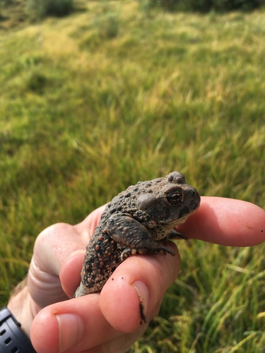 iNaturalist observation photo of California Toad