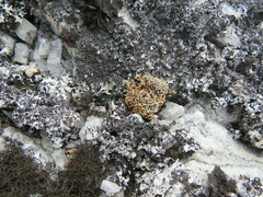 Sphaerophorus fragilis