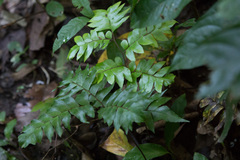 Adiantum argutum