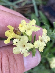 Lithospermum cobrense