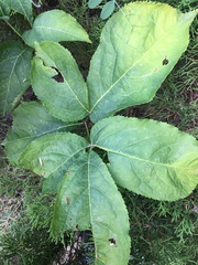 Aralia nudicaulis