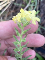 Lithospermum cobrense