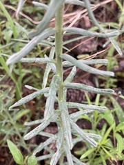 Lithospermum cobrense