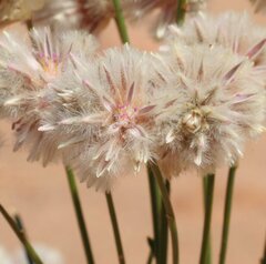 Ptilotus schwartzii schwartzii