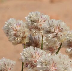 Ptilotus schwartzii schwartzii