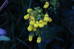 Calceolaria crenata