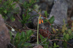 Stenomesson aurantiacum