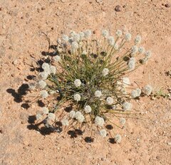Ptilotus schwartzii schwartzii