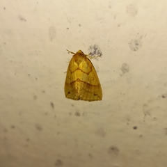 Xanthia rectilineata