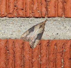 Hypena humuli