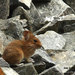 Large-eared Pika - Photo (c) John Holmes, some rights reserved (CC BY-NC-SA)