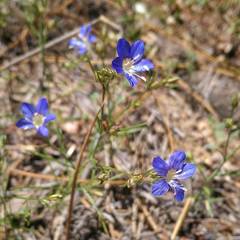 Eriastrum sapphirinum