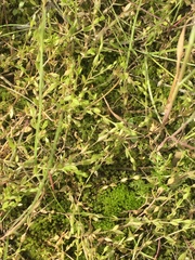 Stellaria crassifolia