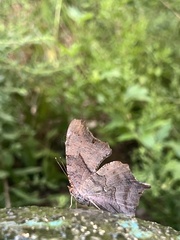 Lepidoptera