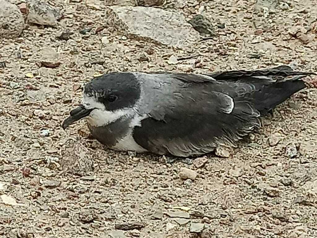 Paíño Acollarado, Hydrobates hornbyi