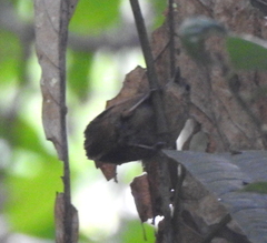 Furnariinae