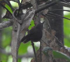 Furnariinae