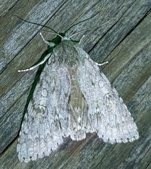 Acronicta americana